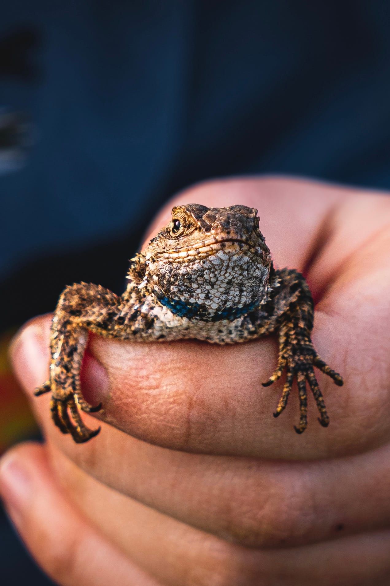 A Parents Guide to Herping in Sonoma, Marin & Napa Counties: Local Reptiles and Amphibians