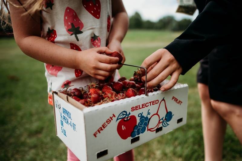 Best Family-Friendly U-Pick Fruit Farms in Northern California Wine Country