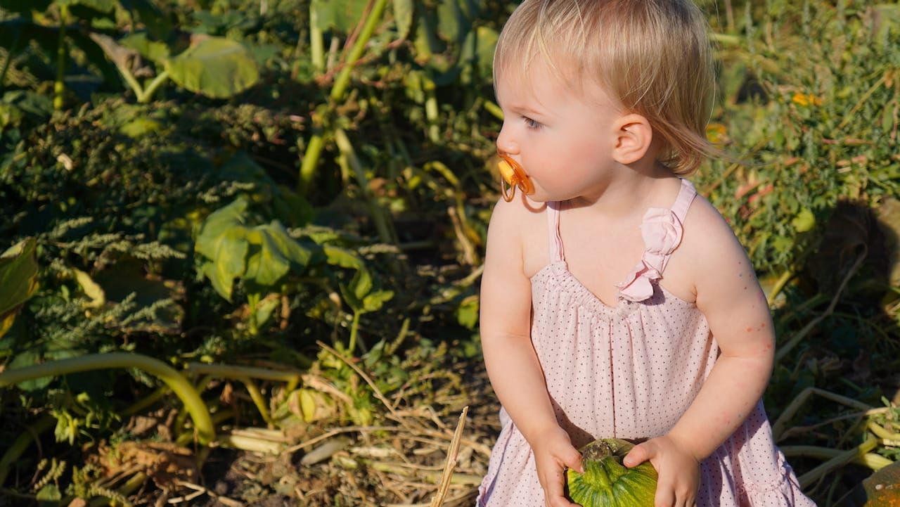 Definitive Guide to Pumpkin Patches in Sonoma County (2025 Edition)